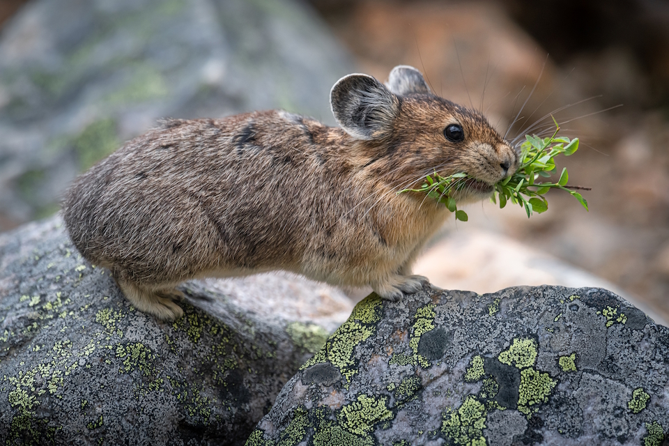 Photographie d'un pika d'Amérique tenant une plante dans sa bouche.