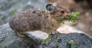 Photographie d'un pika d'Amérique tenant une plante dans sa bouche.